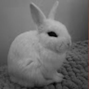 Meet your Posher, Addison